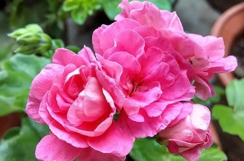 此花开花漂亮,花期长又勤花,连叶子都是清香的,值得拥有