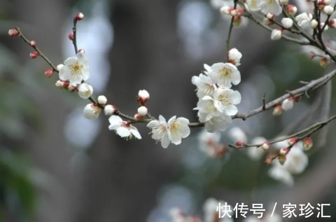 花信風&一杯一盞品年芳，一岁一斛渡良辰。