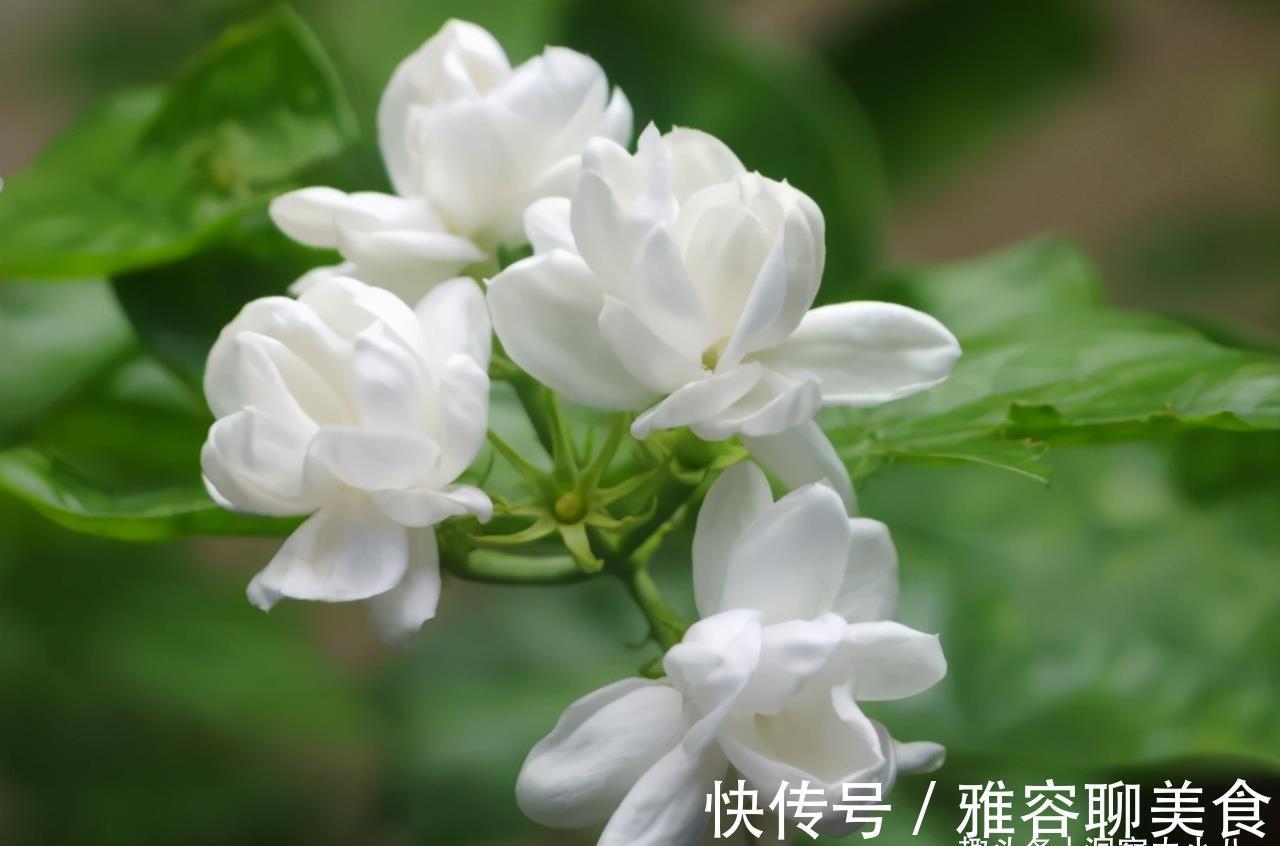 入冬茉莉需“虐养”，拦腰一砍再“一闷”，憋出新苞，芬芳小半年