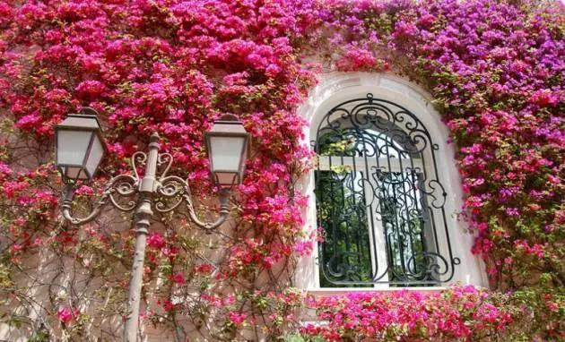 盆景|三角梅养成盆景又美又飒，爬成花墙热情浪漫，爆花成球秘诀在这