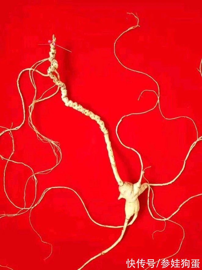 野生人参纯度鉴别