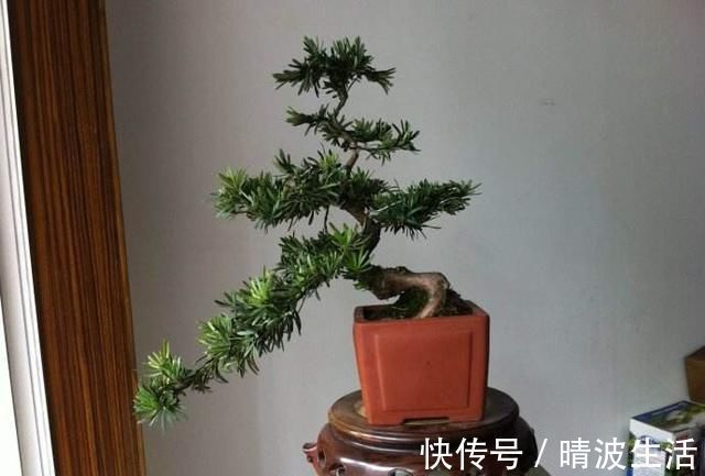 家里养这4种植物,旺财镇宅,净化空气又好看,养一盆特别值