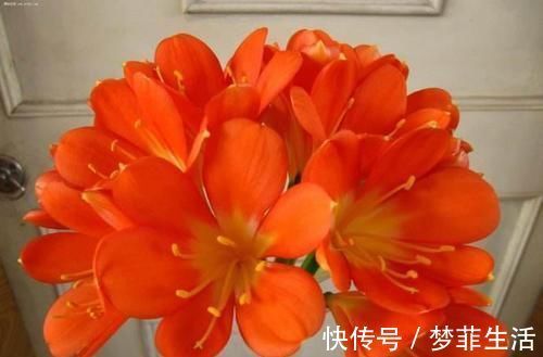 松针|捡点“它”丢在君子兰盆里,疏松透气、养根,开花不夹箭