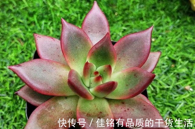 靠天吃饭多肉就会变美也不全是,有些多肉变美需要人工助力!