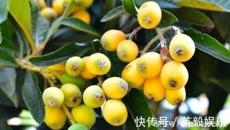 枇杷膏|农村这样一种宝贝树,全身上下都是宝,连中医都对它爱不释手