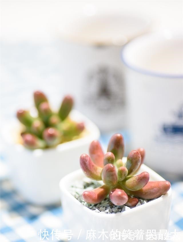 多肉|四种“零差评”多肉推荐，颜值不比桃蛋低，还容易成老桩！