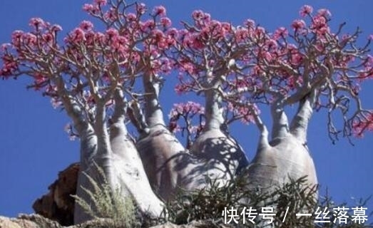 库拉索芦荟|7种“富贵花”,客厅养一盆很合适,越养越值钱,能活一百年