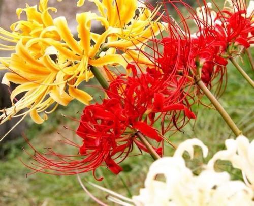 颜色|被名字耽误的2种花,颜色艳丽皮实好养,家里“老人”不喜欢