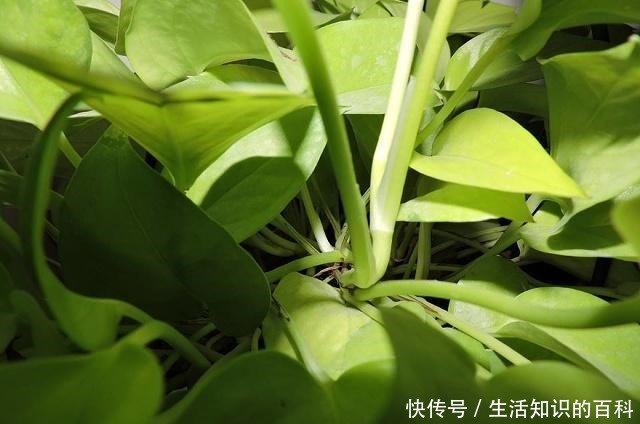 绿萝这样剪一刀,藤蔓数量翻倍,60天长成“绿瀑布”!