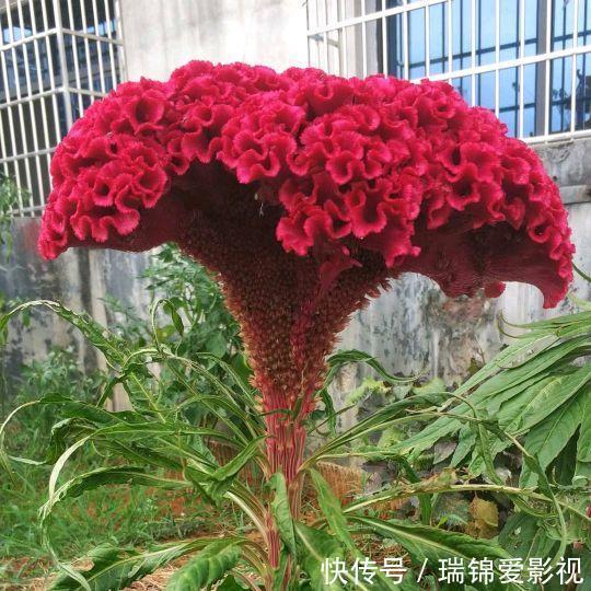 农村人都爱种的5种花，没啥名气，开花却漂亮极了!