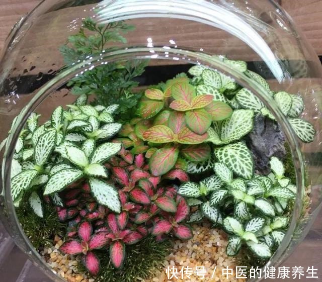 别养绿萝了,这20种耐阴植物,养在家里更合适!