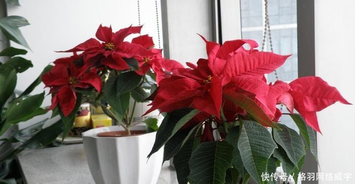 毒性|这“4种”花再便宜也别养,个个是“毒花”,看完赶紧搬走