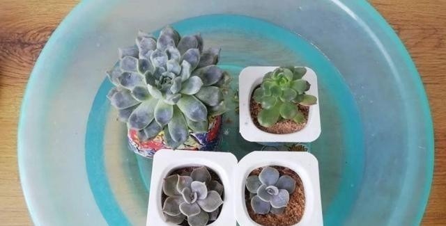 养花浇水容易“阴阳水”,教你3个小技巧,一次就浇透让花喝个够