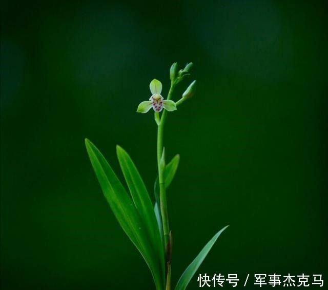 诗词|蕙兰秋意晚——诗词美图集