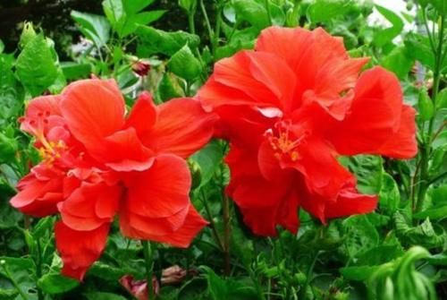 3种花是“大美女”，开花勤爱爆盆，美不胜收，一年四季都赏花
