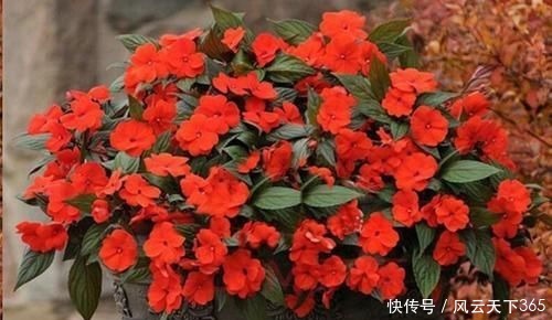 过年这种壳别扔,都是养花宝贝,养啥花都爆盆,比花肥还厉害