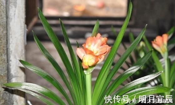 花友|爷爷养君子兰,把“它”垫在盆底,冒出“6个花苞”,叶片油绿!