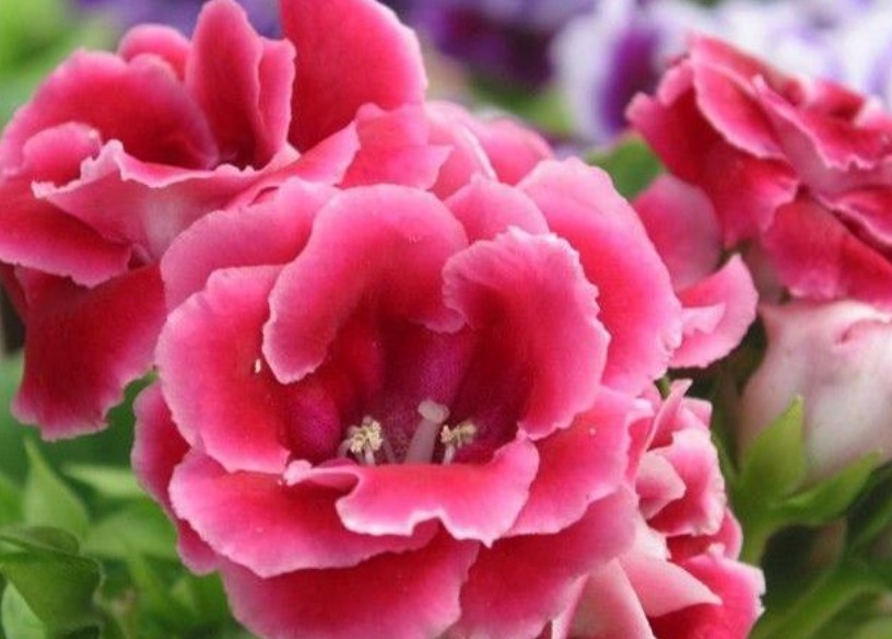 5种小众花，特别受大家喜爱，开花多、花期长，仙气十足！