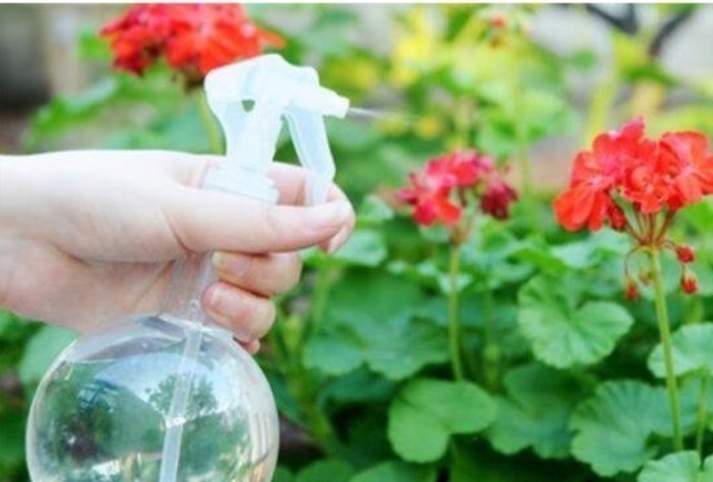 养花|“一片小药片”养啥花都旺,比黄豆水好用10倍,花卉蹭蹭长爆盆