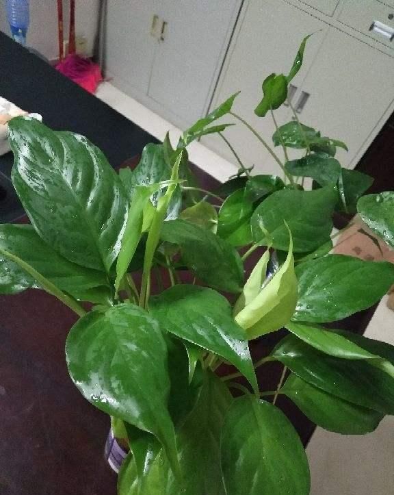 这种“养人”花，窗台客厅摆一盆，干干净净又杀菌