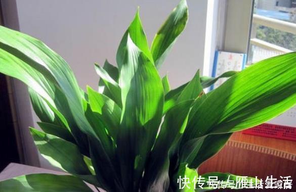 叶片|懒人不适合养花?错!选择5种花,不挑土,耐干旱,不管它都长!