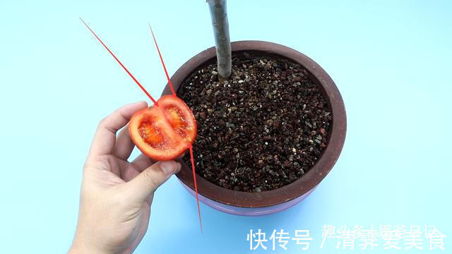 塑料瓶|西红柿烂了别丢,越烂就越好,以前丢浪费了