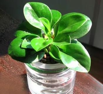 绿油油|这几种植物不要再放在土里养了,水才是它们真正的家