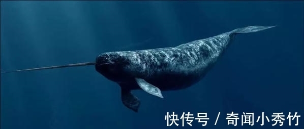 皇家进行曲|奇妙的冷知识又增加了，你了解多少？分享给身边的小伙伴一起学习