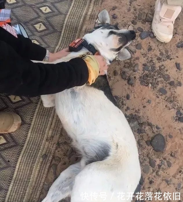 主辦方|奔跑在撒哈拉沙漠地獄馬拉松的一只狗