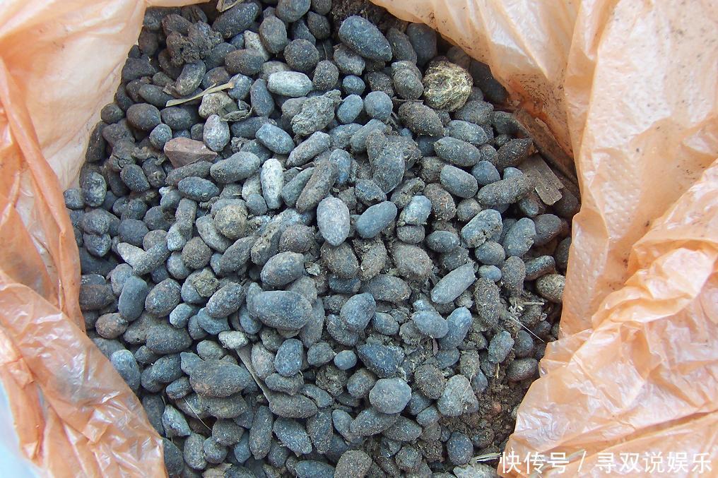 养花不会施肥2种“小东西”垫盆底,一年不用施肥,花卉蹭蹭长