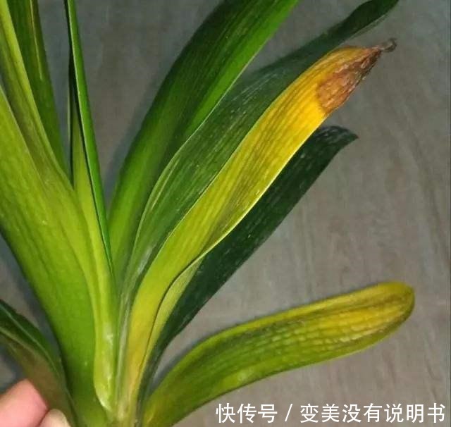 君子兰缺肥有什么症状一年四季怎样给君子兰施肥!