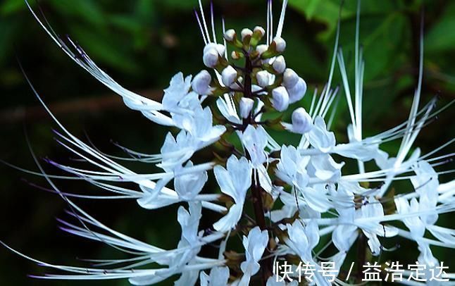 肾茶|农村俗称“肾草”,遇到赶紧挖回家,如今很稀少,是打结石良药