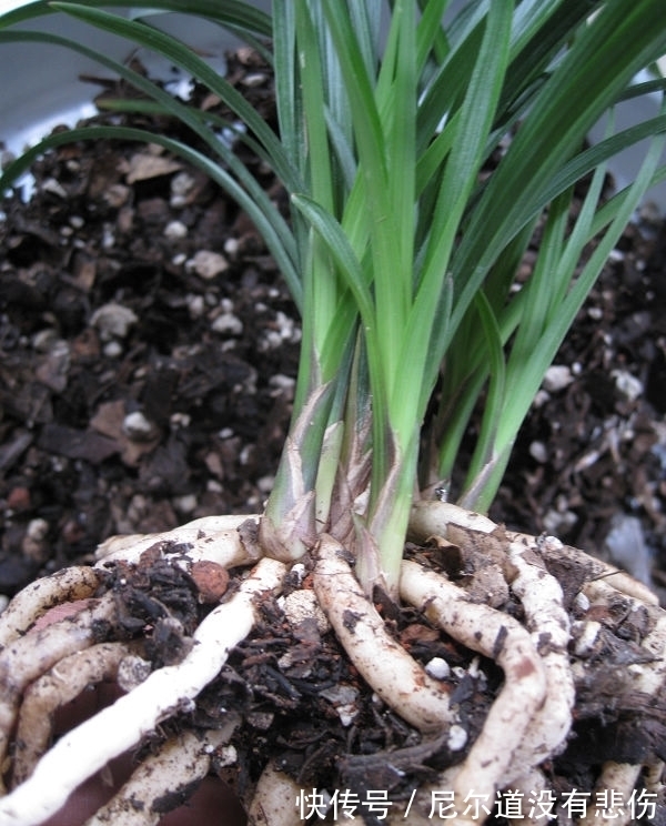 兰花瘦弱不长芽？4个细节做足，根系旺，品相好，新芽挤满盆