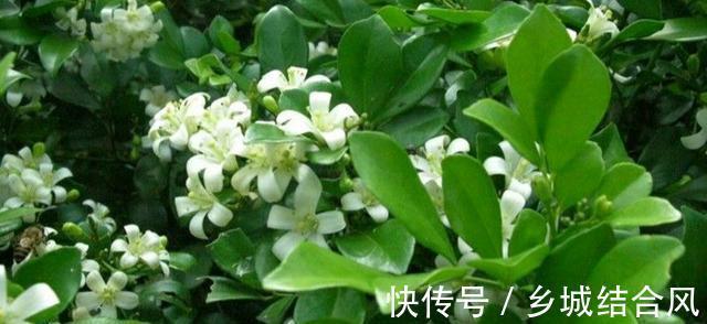 九里香花香浓郁,有花友说不适合在室内养,是真的吗
