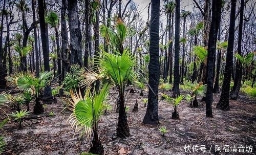 复苏 澳大利亚森林大火之后，桉树开始复苏，这可能是下一场悲剧的开始