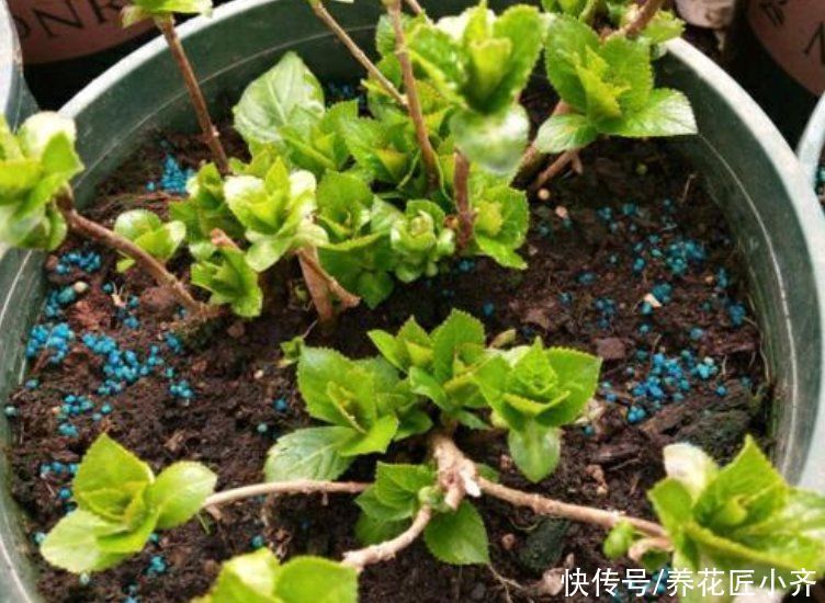 长势|家里养这“4种花”,立春过后要“修剪”,晚了长势弱,影响开花