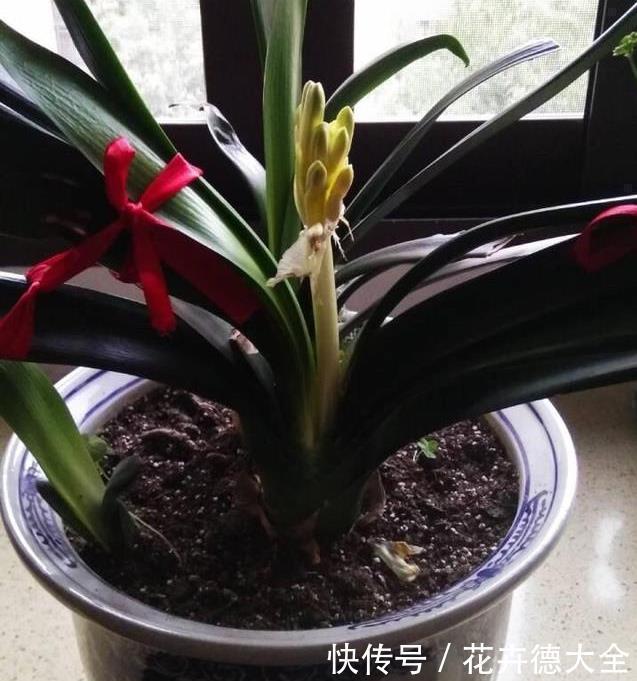 家里养君子兰,一个施肥小技巧,叶片长得又厚又大,花开得非常多