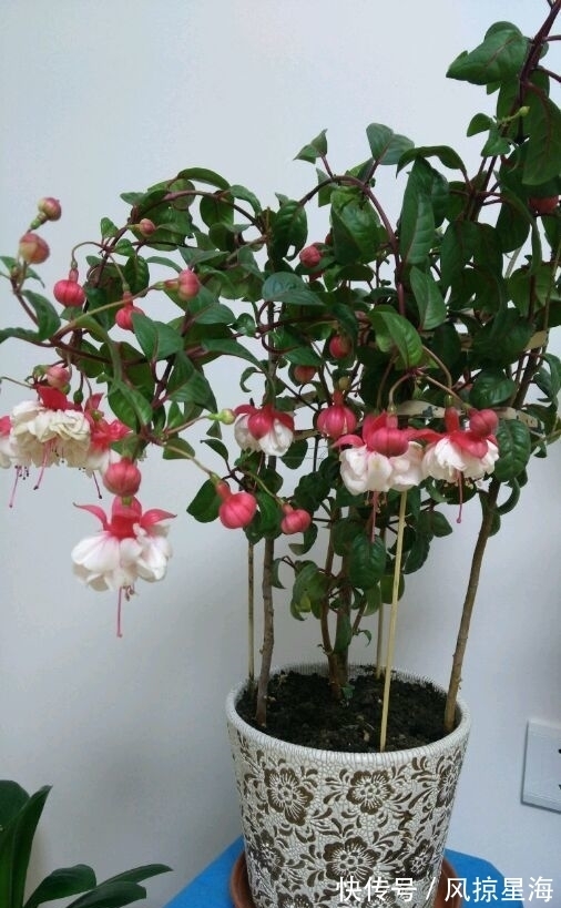 家里养此款花卉，便宜又好养，花美色艳，花儿轻松开爆盆