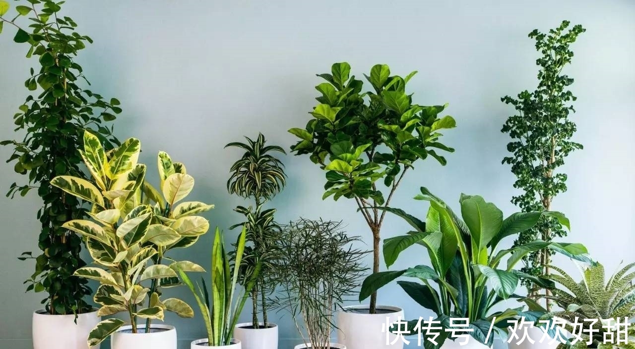 植株|室内外养花有什么不同?最怕就是这3点,都注意了
