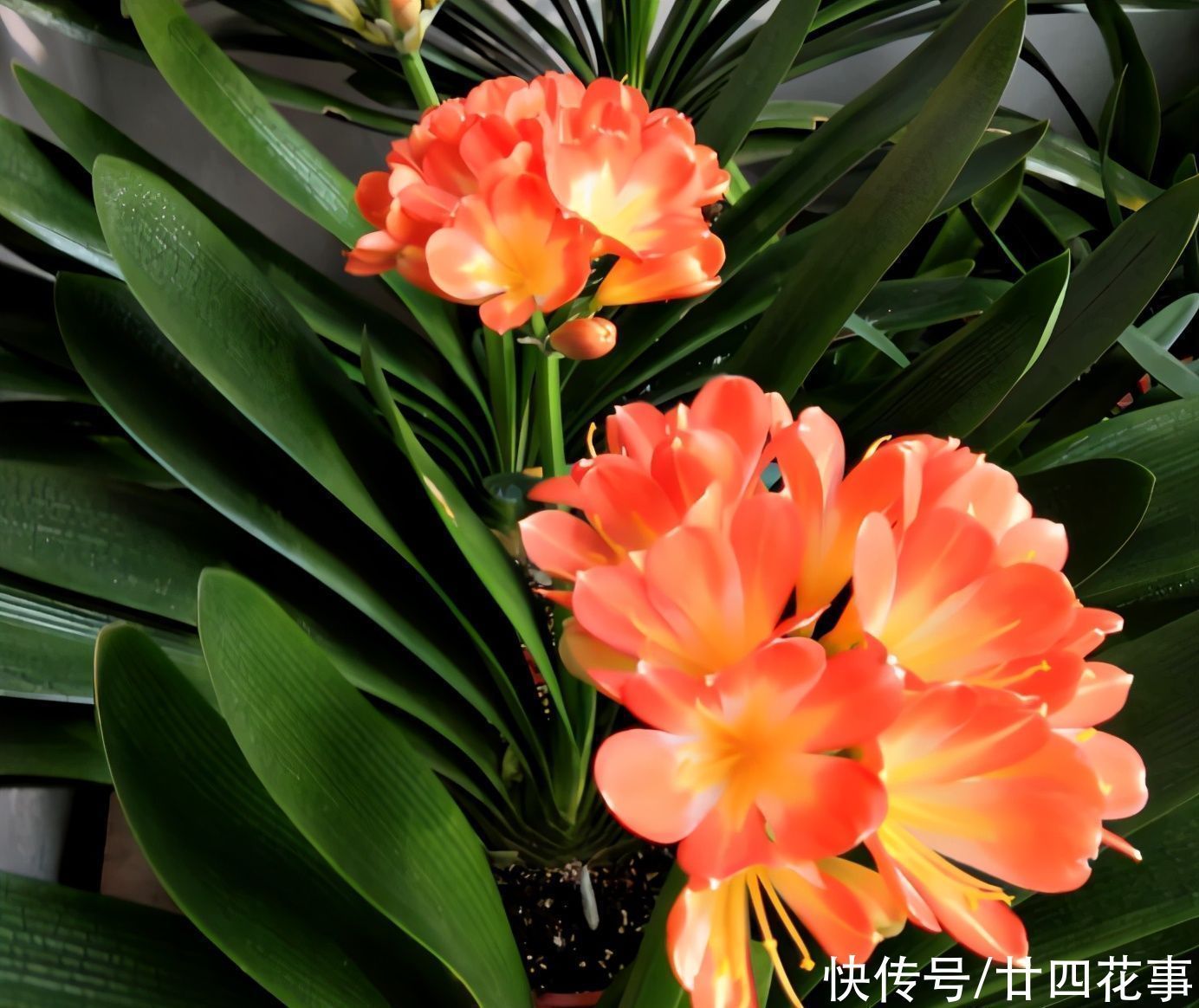 老手|冬天养君子兰,这件事新手不知道,老手易忽略,做好根壮花美