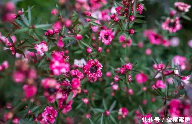 4种花是爆盆能手，开起花来拦不住，花色繁多易爆盆，娇艳欲滴