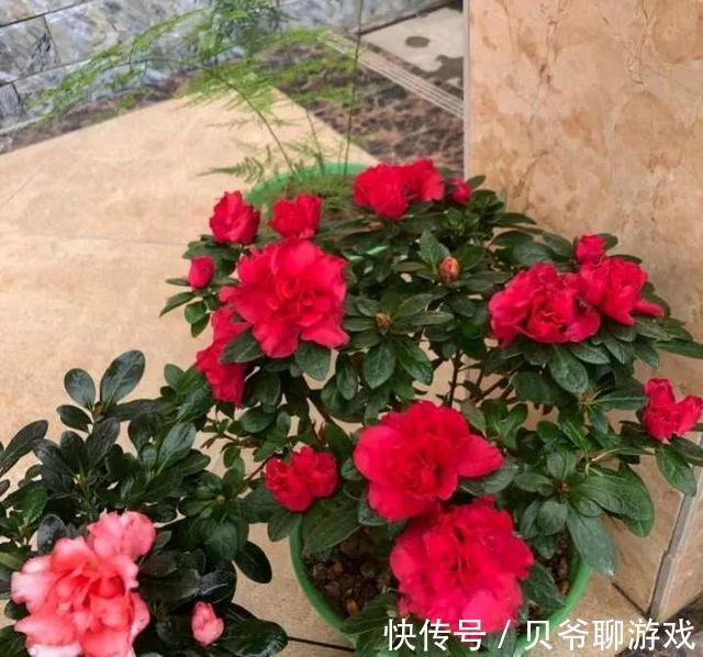 这些“年宵花”,现在开始养,过年就开花,红红火火,吉利喜庆