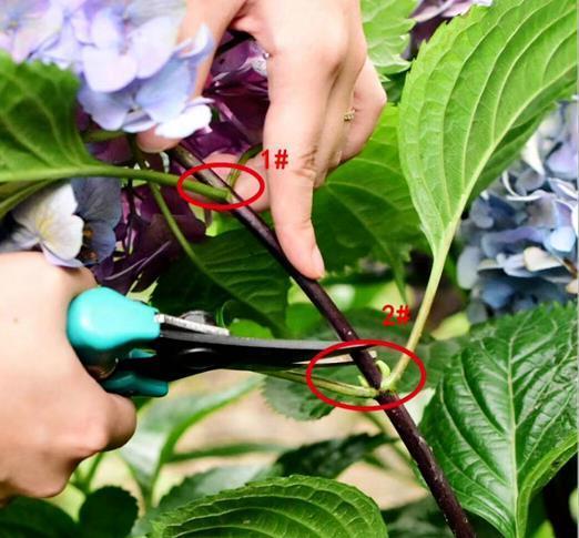 修剪|7月里绣球不修剪，耽误开花一整年，剪的越狠，开花越稳
