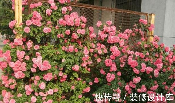 月季|藤本月季要养多久才能爬墙?这可能是你误会了,它没有这项能力