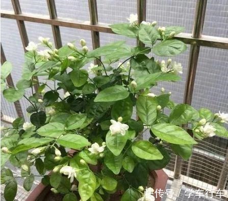 这5种花别放这些位置,放一盆死一盆,不是黄叶就是枯萎,快挪走!