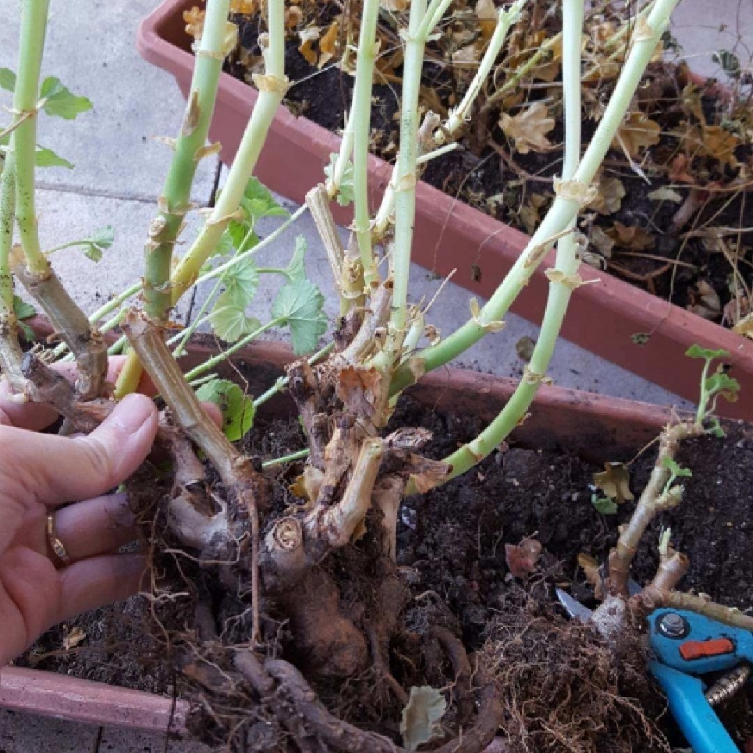 嫩苗|7种花养老桩不好,多扦插、养嫩苗,才能年年开花