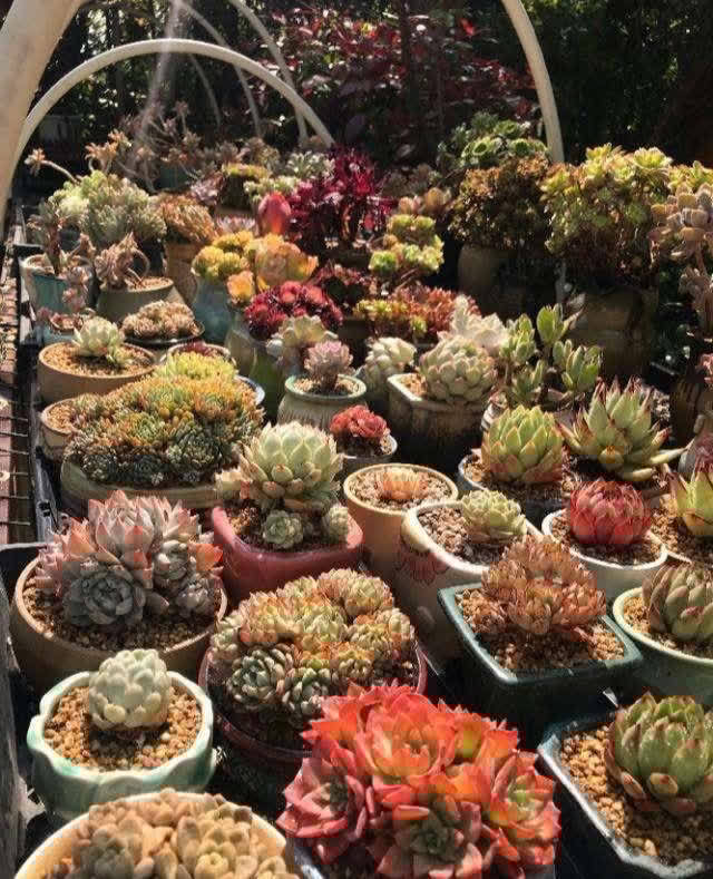 一年四季养多肉,记住浇水3句话,不烂根不化水,姹紫嫣红好状态