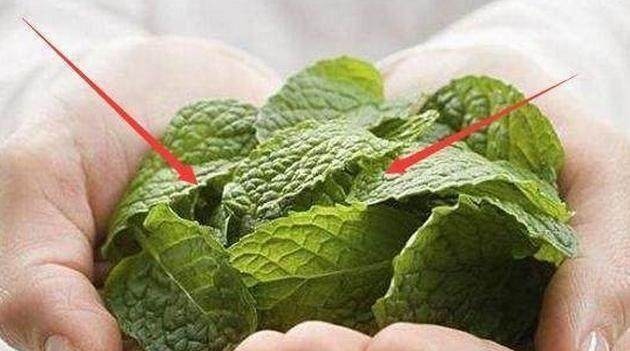 杀菌|女人妇科炎症异味重，每天吃点它，消炎杀菌止痒，连医院都不用去