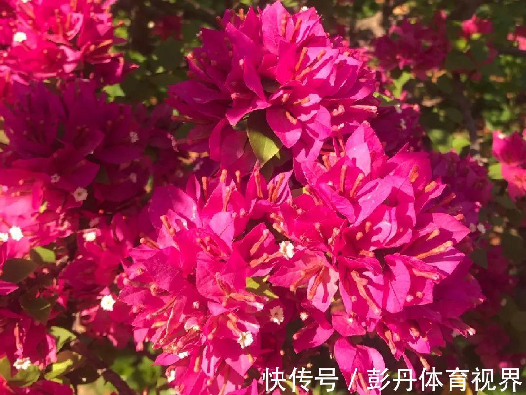 叶子|十月养这花，撸叶子、少浇水，10天冒出大花苞！