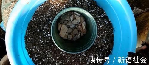 养花总是死？盆底埋点“小东西”，疏松透气不烂根，养啥旺啥